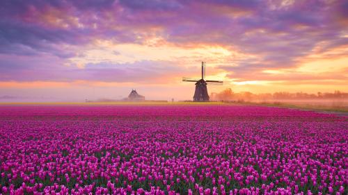 Tulip Fields, Netherlands