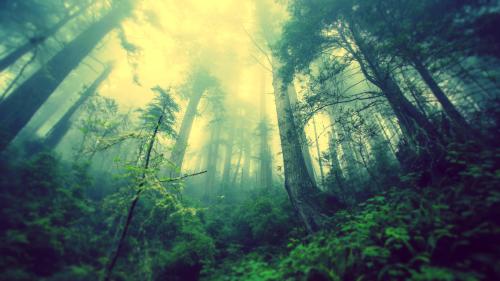 Green forest