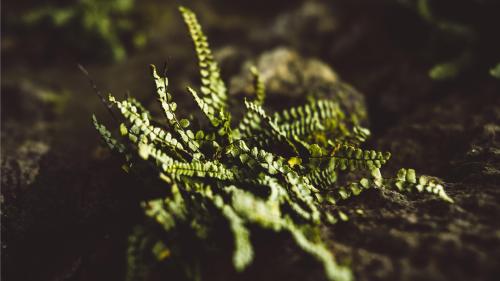 Small Wood Fern