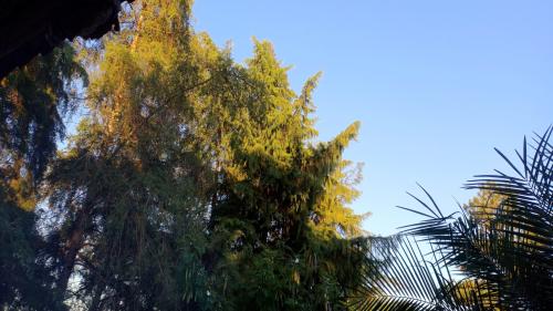 Picture of a tree in the sunlight
