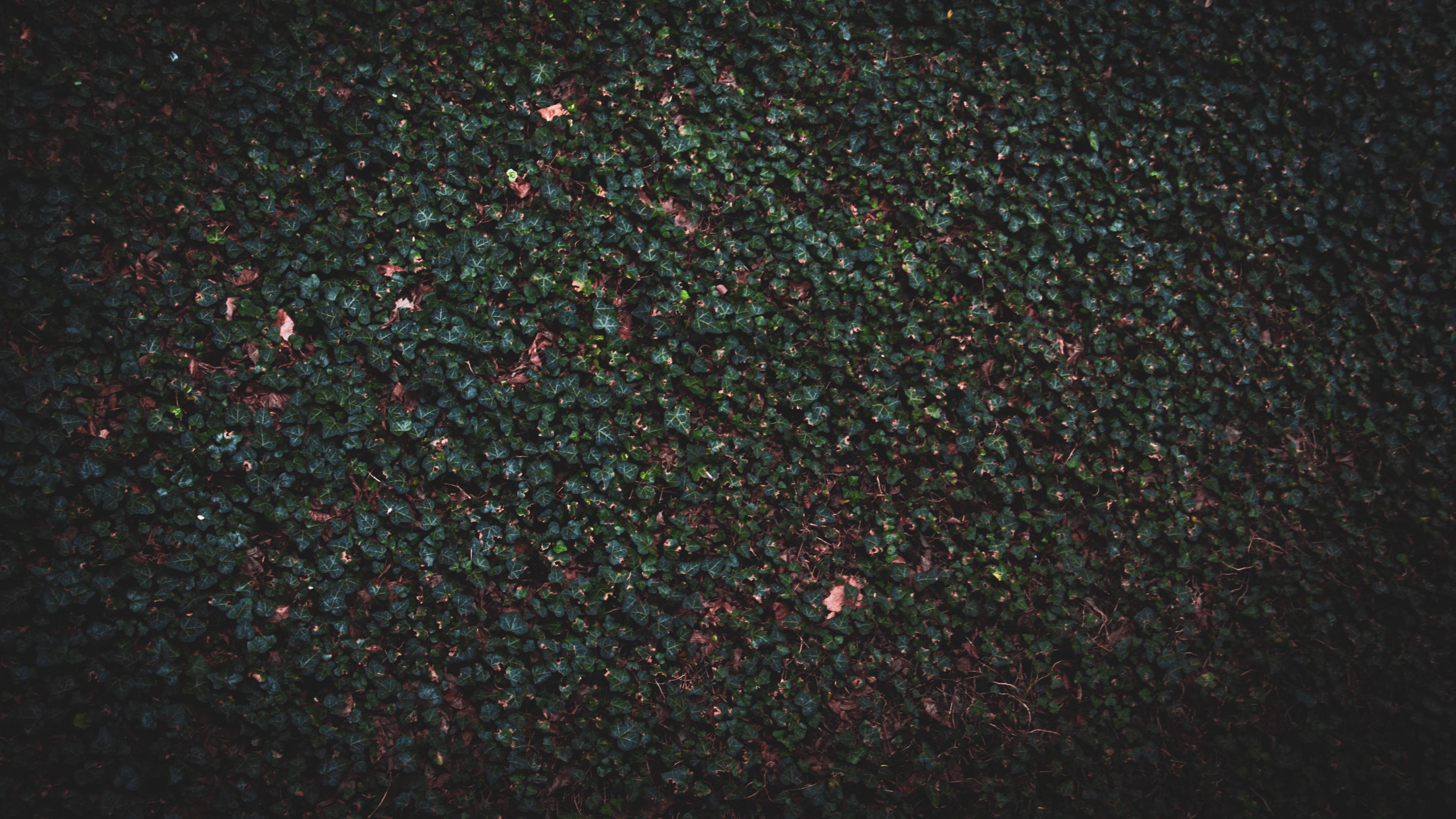 Wallpaper image