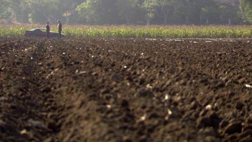 Beet Field, Scranton, Pennsylvania