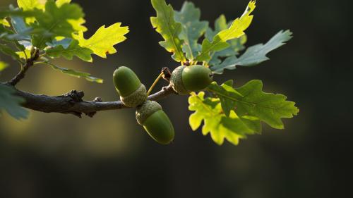 Quercus
