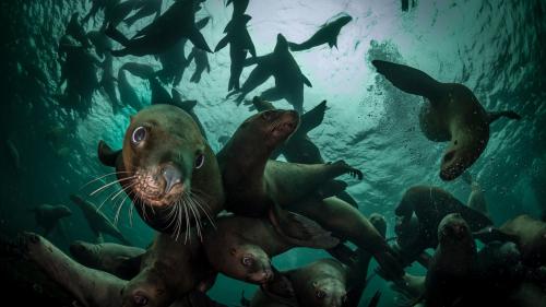 Steller sea lions