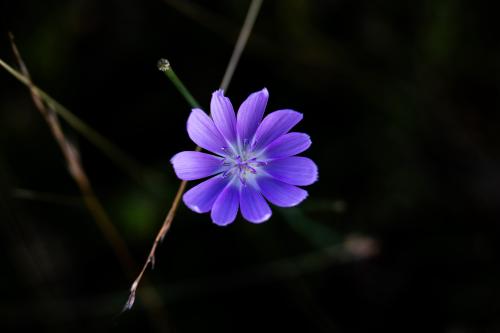 Geranium Wallpaper