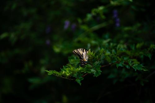 Swallowtail Wallpaper