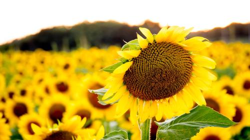 Sunflower Field | Richmond, Missouri