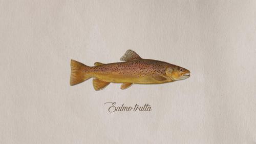 Brown trout