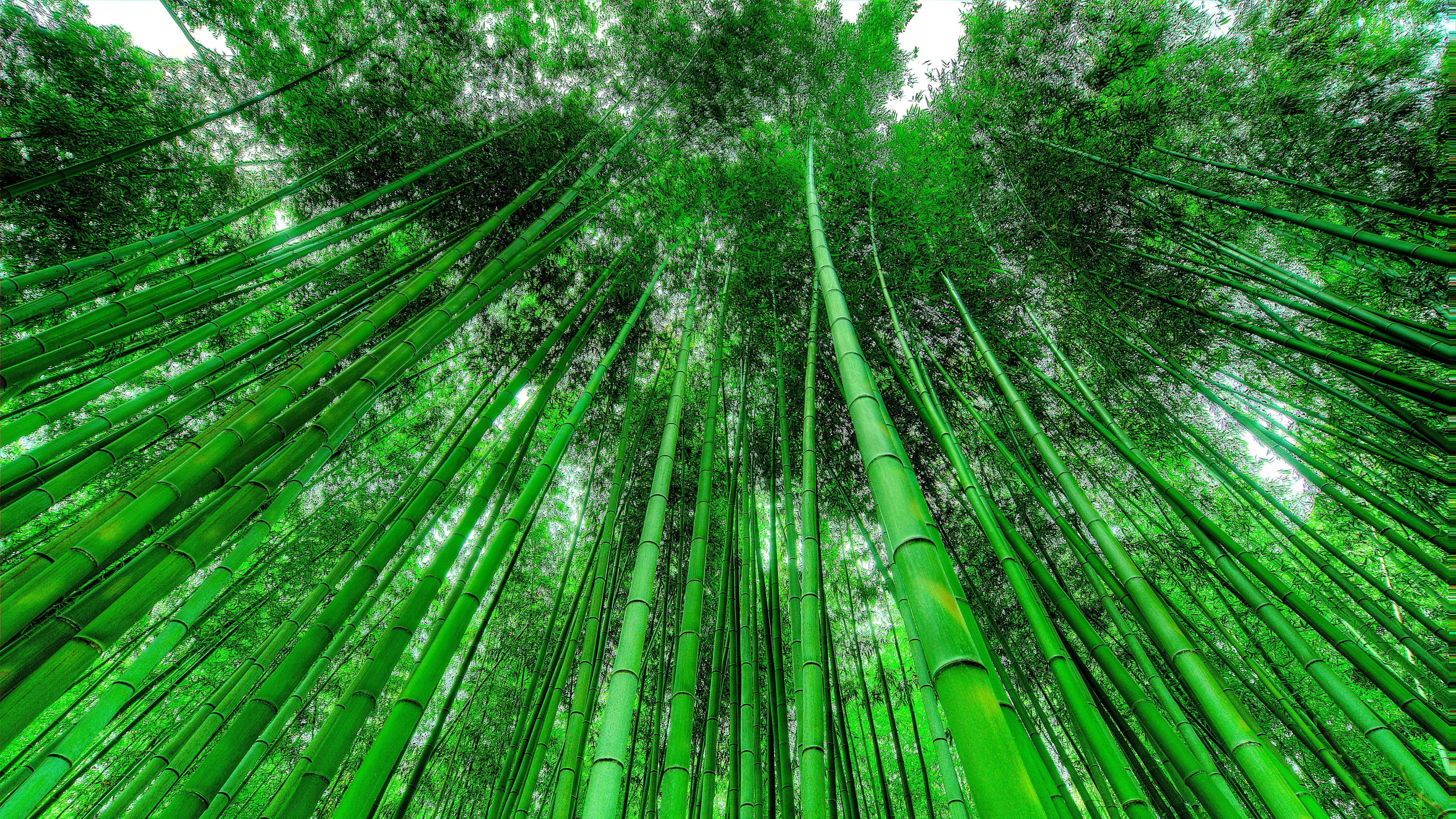 Wallpaper image