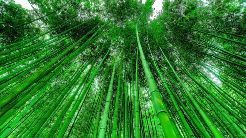 Bamboo Grove  🌿 Bamboo is one of the fastest-growing plants on Earth.