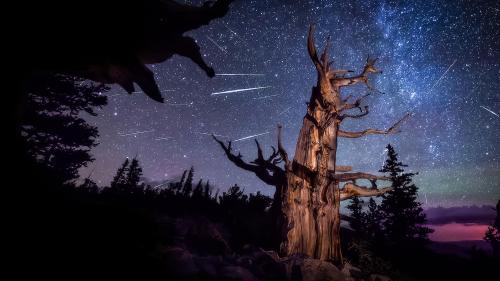 Perseid Meteor Shower and an ancient bristlecone pine, Great Basin National Park, Nevada