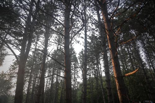 Northwoods Pine - Photo