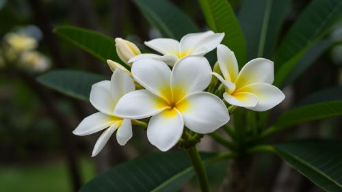 Celadine Bloom