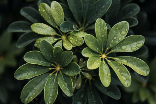 Green leaves of flowers with water drops background