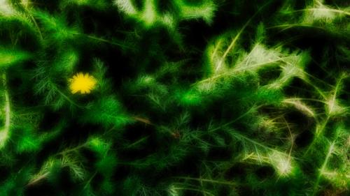Ferns and Flower