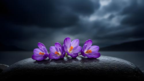 Crocus