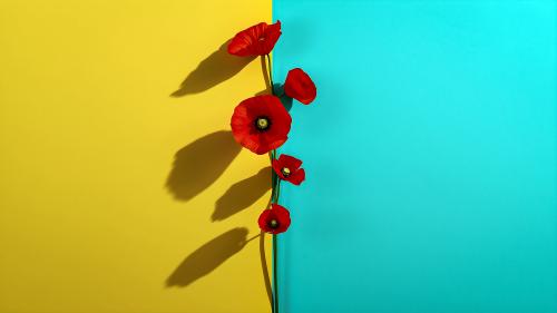 Flowers of war