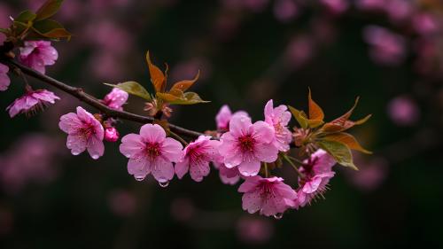 Blossom