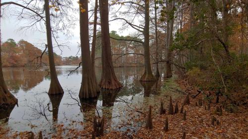 Cypress Trees at Lake Smith, Virginia Beach VA