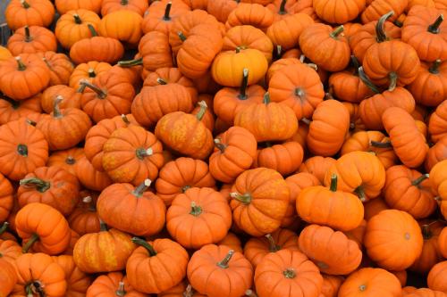 &quot;Pumpkins&quot;  OC, shot on a Nikon D3500