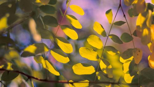 Vintage Summer / Afternoon Magic / Forest Leaves