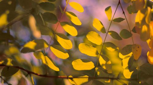 Vintage Summer Leaves