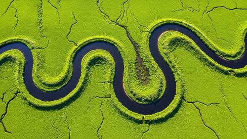 Snake