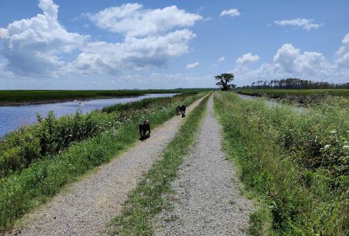 Mackay Island National Wildlife Refuge, North Carolina