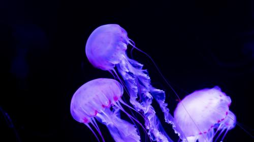 Purple jellyfish