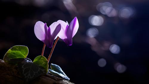 Violet in the dark