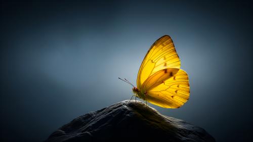 Yellow Wings