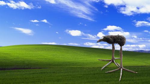 bliss-4k-pukeko