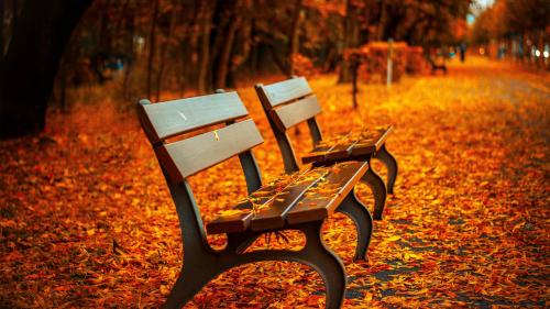 Autumn leaves on park