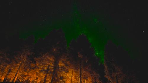 DarkForest Wallpaper