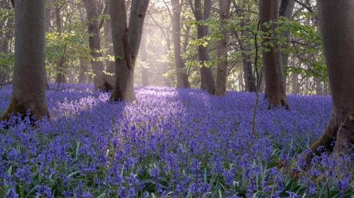 Bluebell Woods