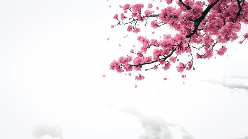 Blossoms in the wild