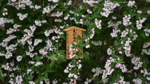 Flowers around a sign in japan - 4k @ 27"