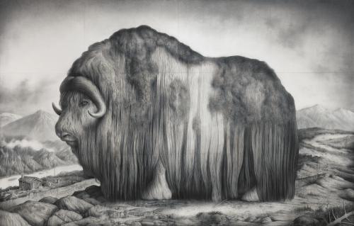 Sverre Malling - Norwegian Muskox 2018