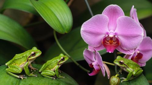Orchid Rainforest