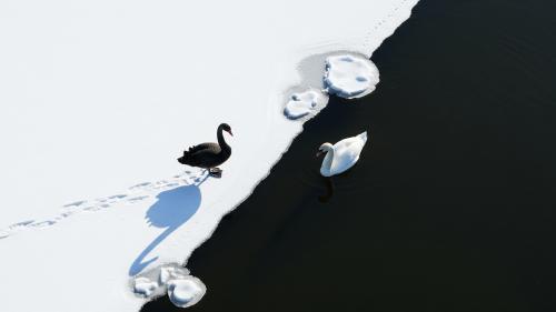 Between Light and Dark