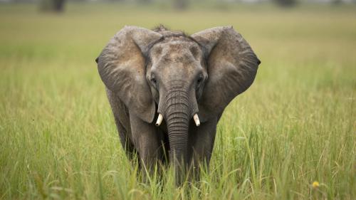 Elephant