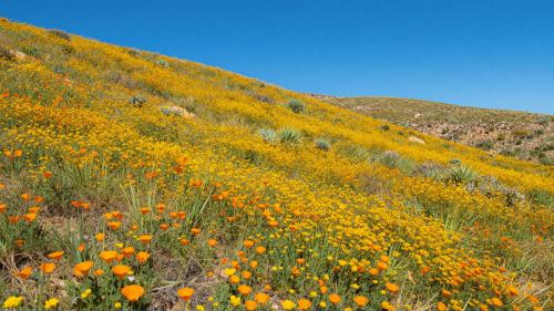 California Desert Wildflower Bloom