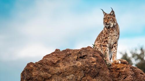 Iberian lynx