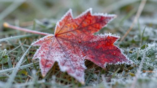 Canadian Frost