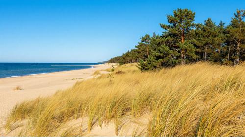 Latvian Jūrmala Pine Dunes