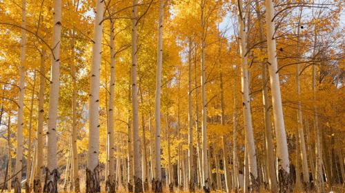 Autumn Aspen Grove