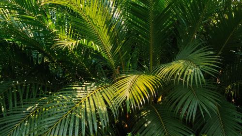 Palm Frond Canopy