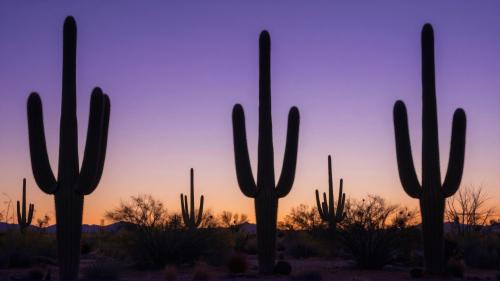 Saguaro Cactus Forest