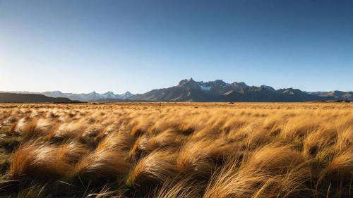 Patagonian Steppe