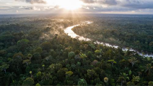 Amazon Rainforest At Dawn